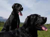 ラブラドールレトリバー　キャンディー＆ミント親子