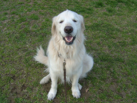 ゴールデンレトリバー　ノンタくん