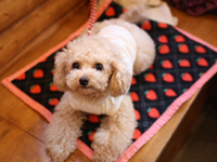 トイプードル　サラちゃん